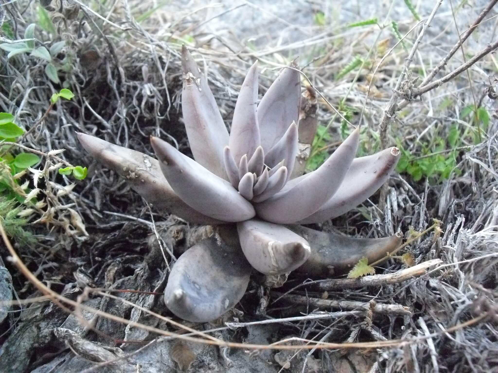 Echeveria humilis